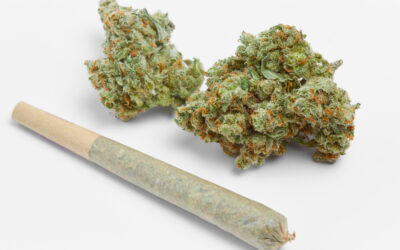 What Is Marijuana: Side Effects, Withdrawal Symptoms, and More